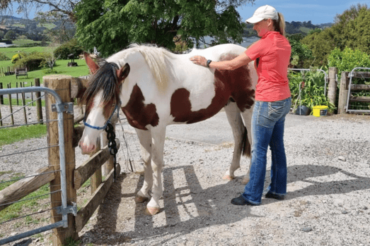 About KP Equine NZ About KP Equine NZ